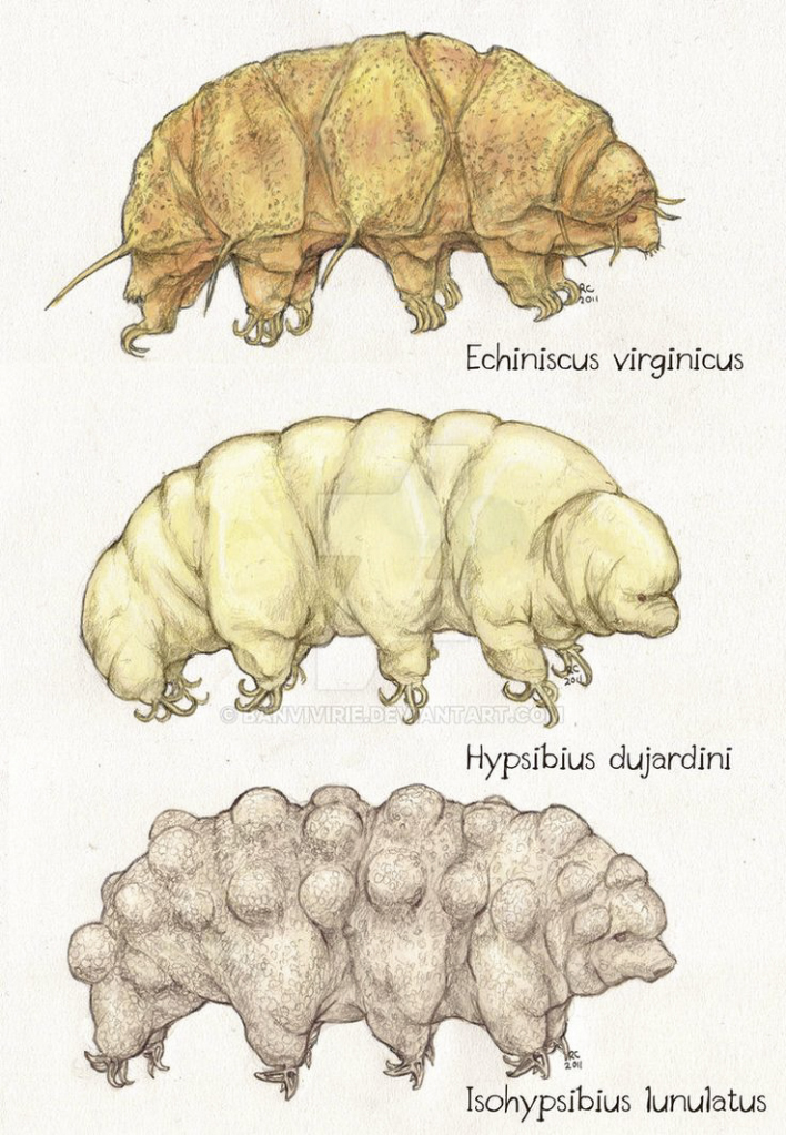 164cd27b11c888f5f25da363588c32d4--tardigrade-science-illustration.jpg