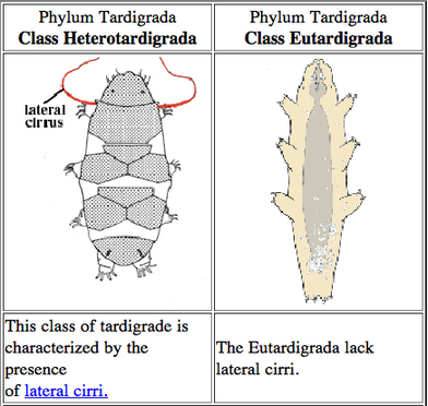 types_of_tardigrades_two.jpg