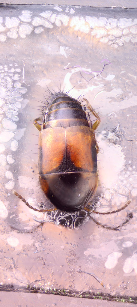 Tachyporus hypnorum20.13_1024.jpg