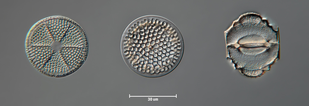 Diatom3-Web.jpg