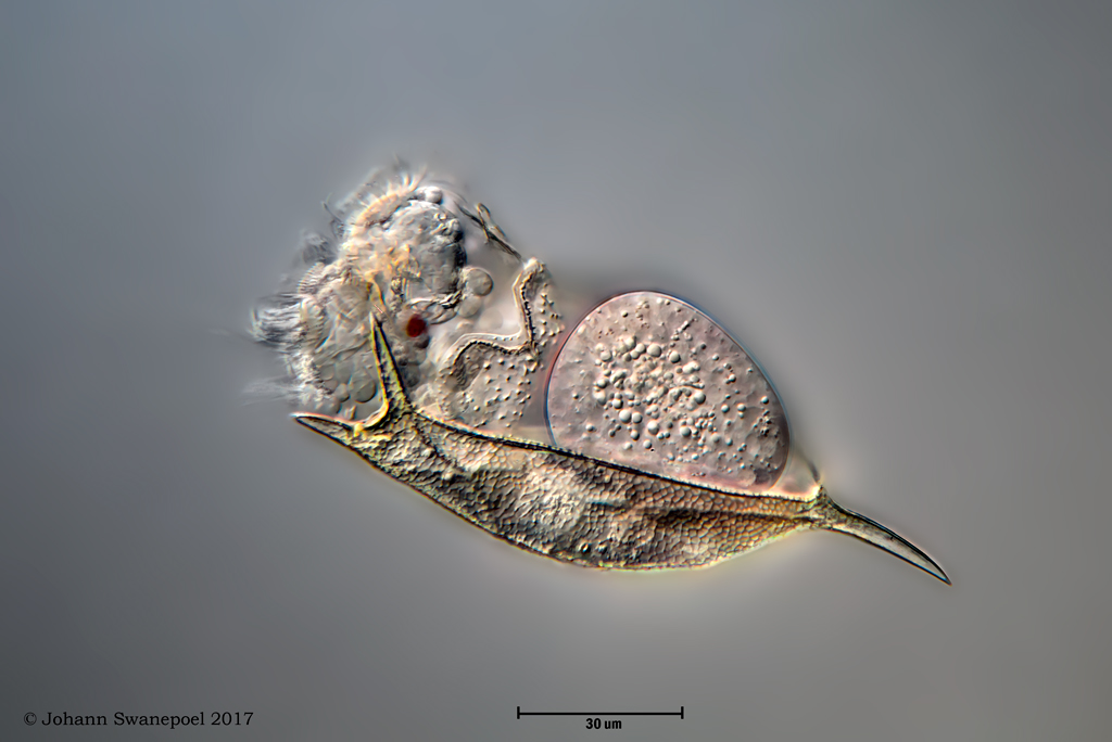 Rotifer.jpg