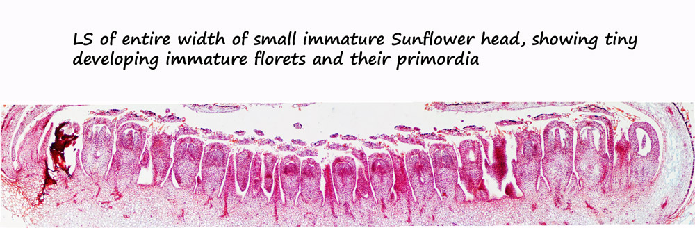 smaller-ws_sunflower-immatu.jpg