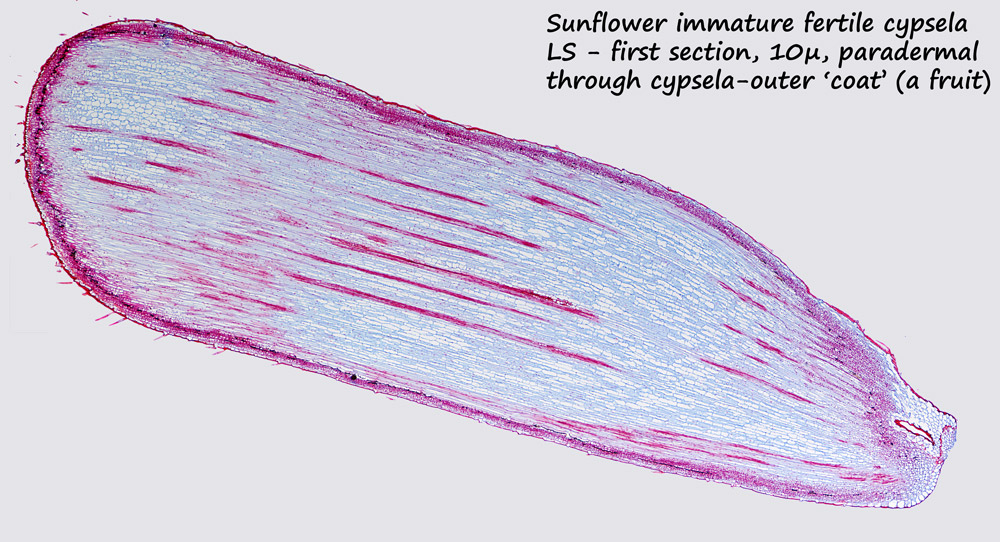 ws_sunflower-cypsela-first-.jpg