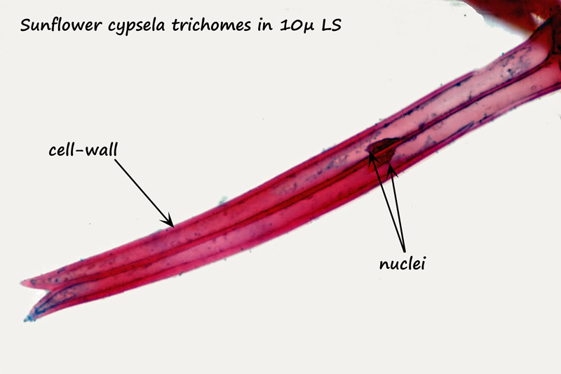 ws_stacked-trichome.jpg