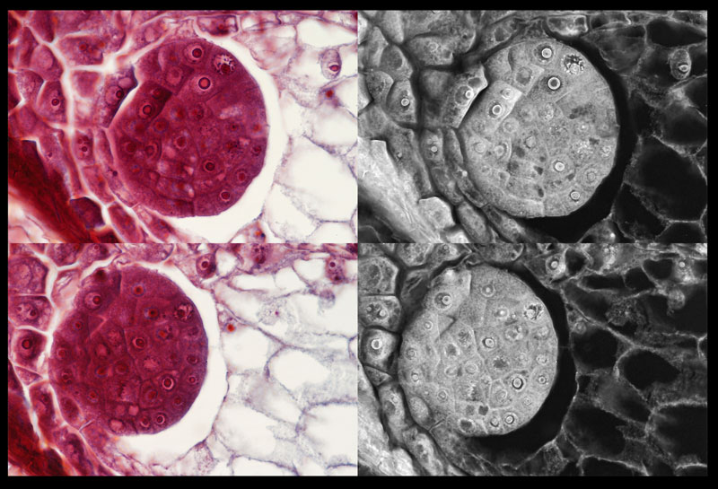 ws_embryonic-cells-collage-.jpg
