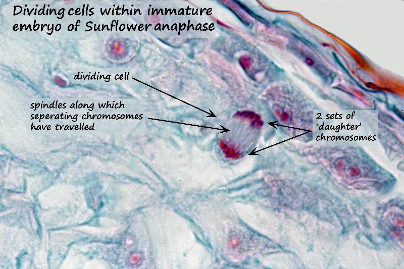 ws_anaphase embryo mitosis.jpg