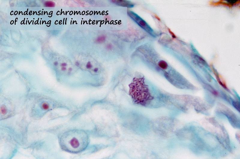 ws_interphase embryo mitosis.jpg