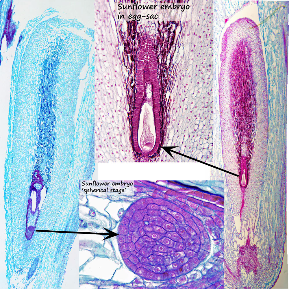 ws_embryo-collage-1.jpg