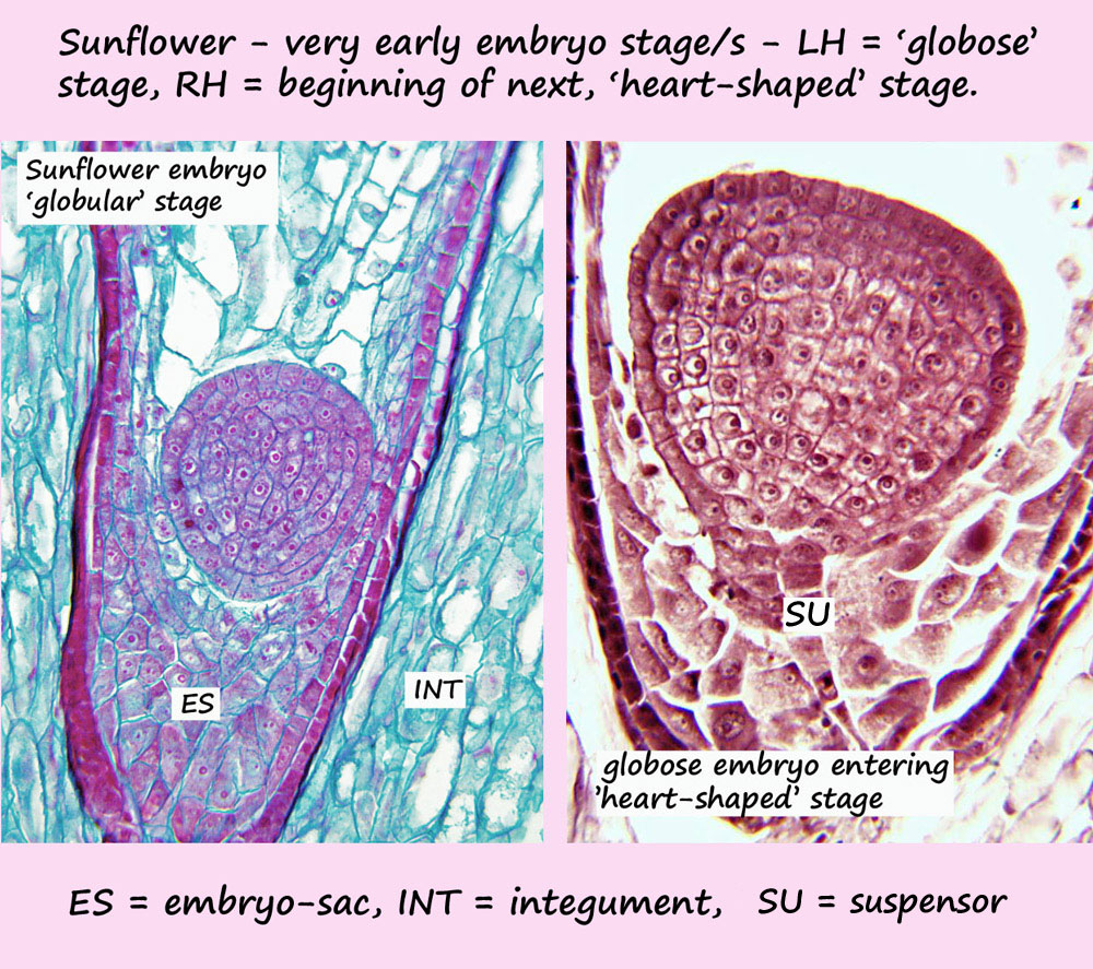 ws-edited embryo-stage-comparison-.jpg