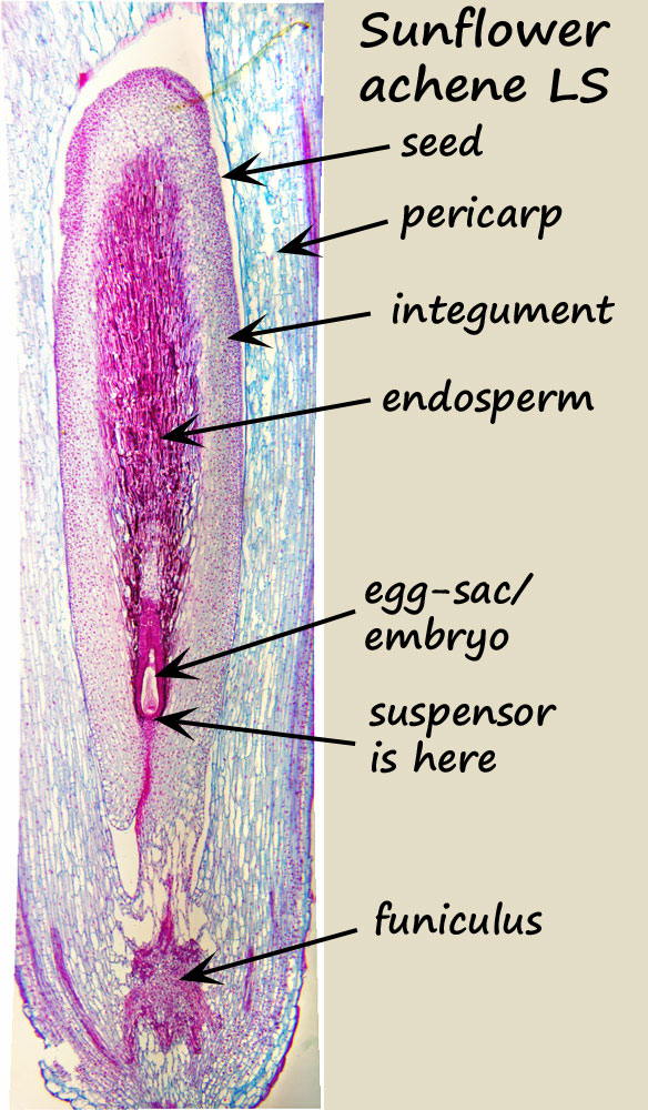 ws_labelled-whole-embryo-1.jpg