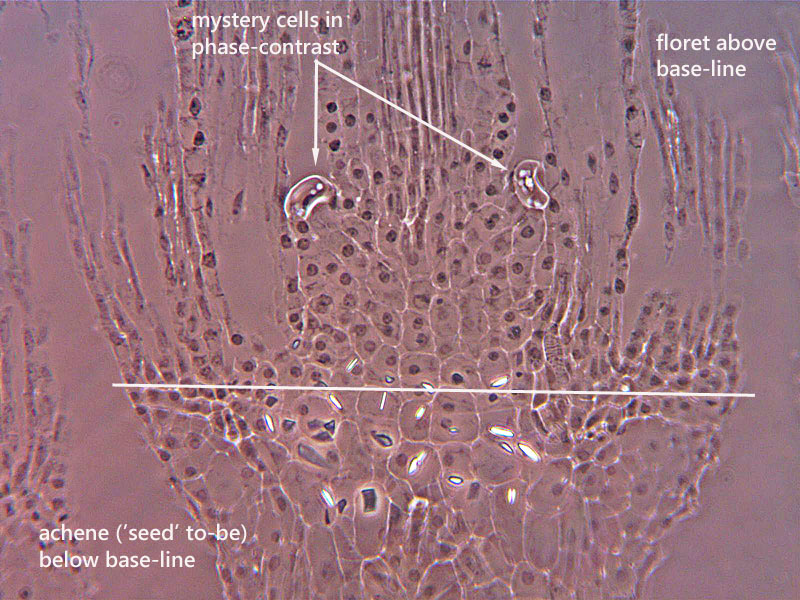 ws_phase-cells-mystery-2.jpg