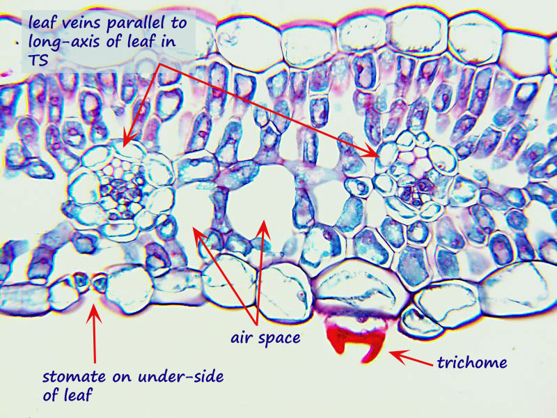 ws daf leaf veins.jpg