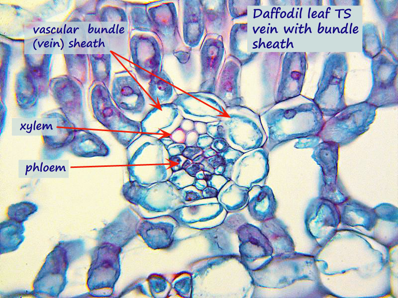 ws daf leaf veinlet.jpg