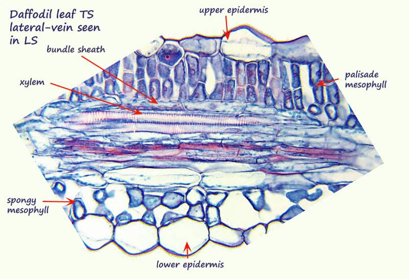 ws daf leaf lateral veinlet (2).jpg