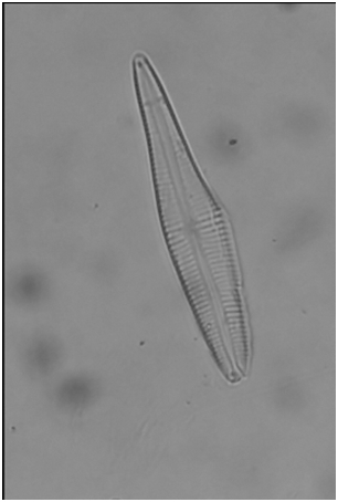 Diatom C - 40x 0.75NA neofluar, brightfield.jpg