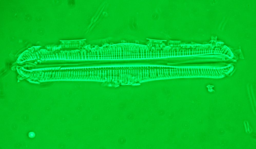 Diatom D - phase contrast.jpg