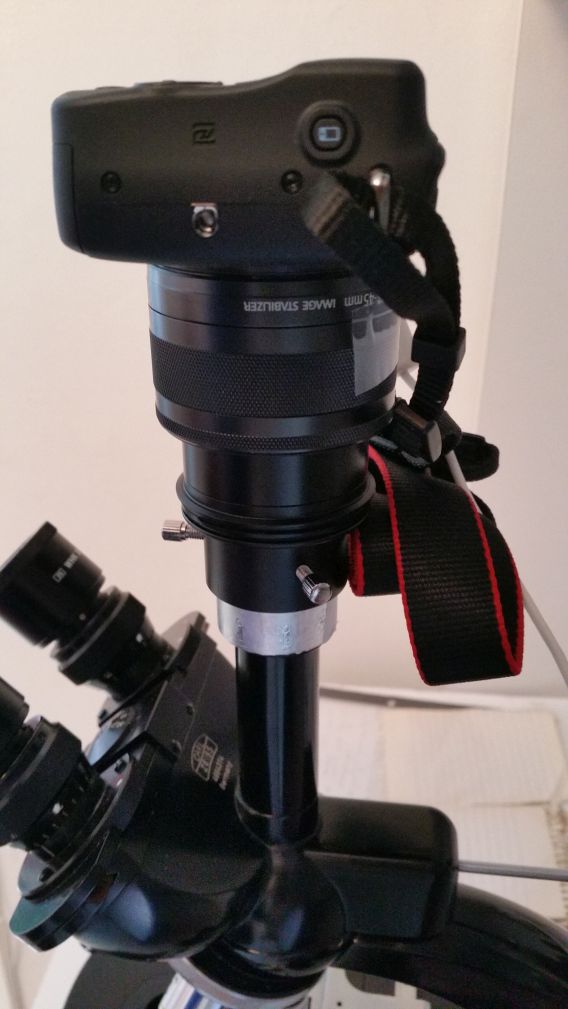 Afocal photomicrography setup.jpg