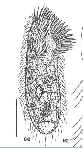 Condylostomides terricola from Foissner, 1995.jpg