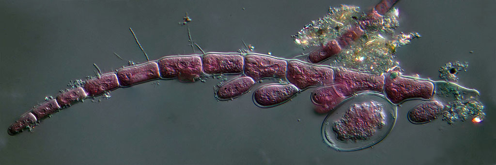 242-239Pink alga3.jpg