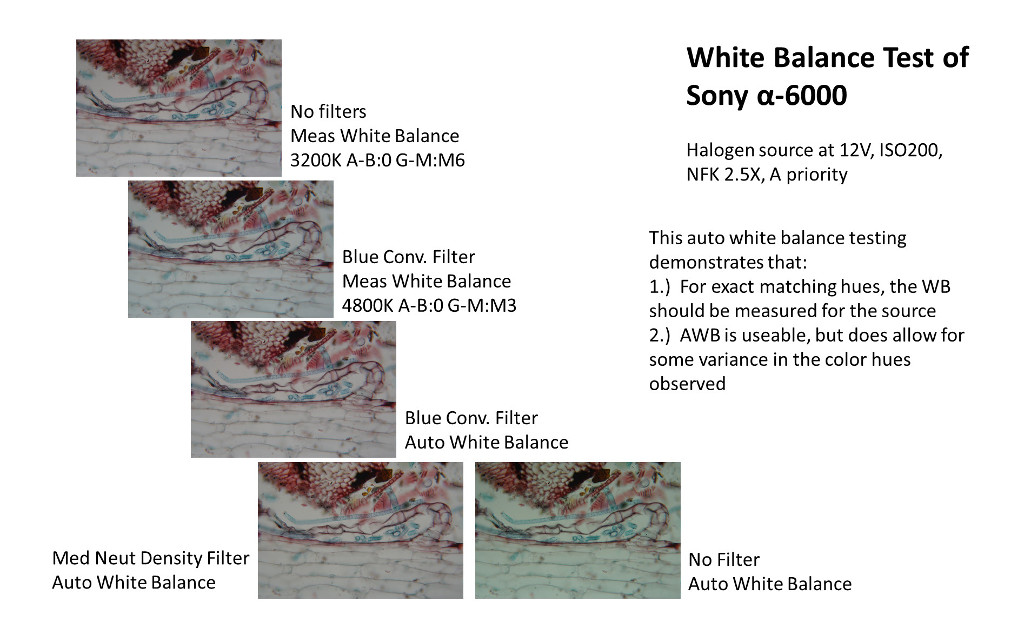 Auto white balance testing of the Sony camera in various microscope brightfield settings