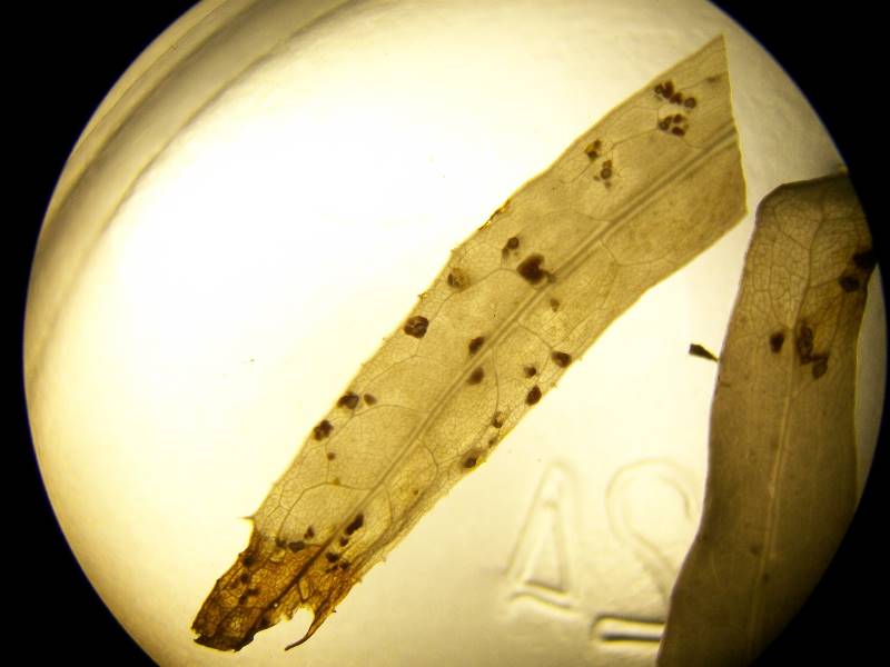 Sonchus.arvensis leaf infected with fungus