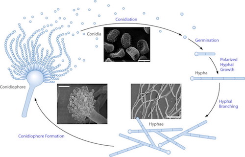 Image source: What is Science Magazine &lt;http://virtual-light.com/spore-formation/&gt;