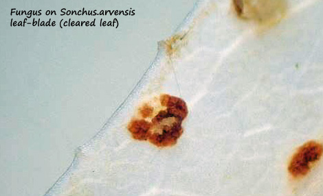 ws fungus labelled 2.jpg