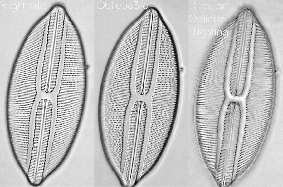 3Diatoms.jpg