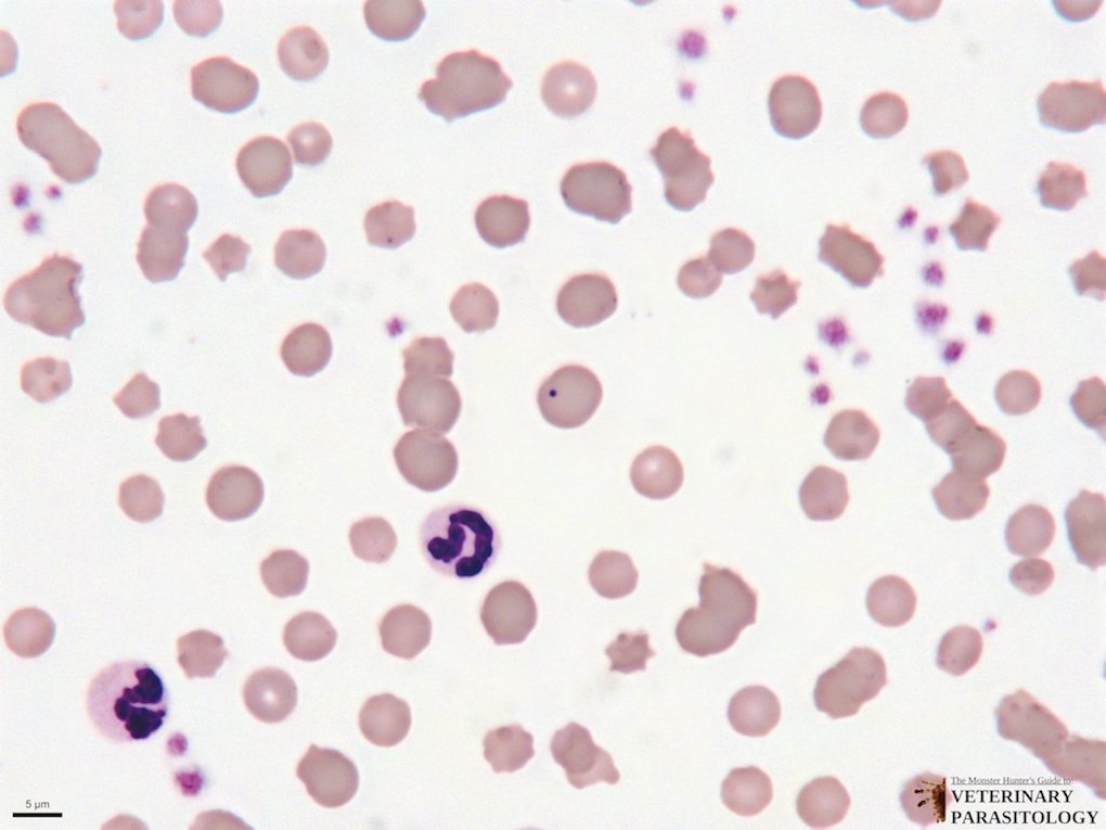 2c Haemobartonella sp. (DMap; 4 stack; 5um) 2 2.jpg