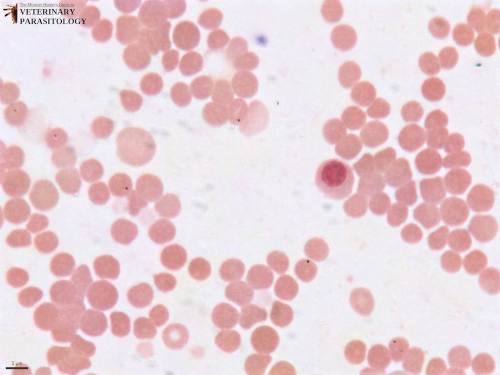 1b Haemobartonella canis (DMap; 2 stack; 5um) 2 2.jpg