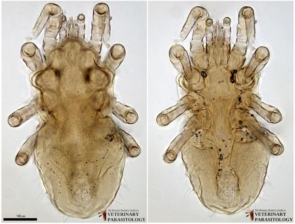 2 Ornithonyssus sp (Lt, Dor, 14;  Rt, Vent, 14) WEB.jpg