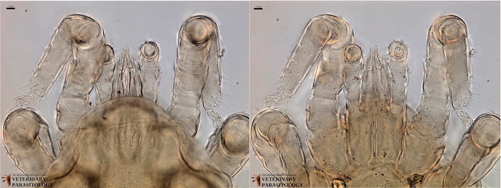 3 Ornithonyssus sp (Lt, Dor, 20;  Rt, Vent, 20) WEB.jpg