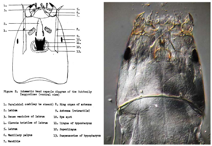 Tanypodinae.jpg