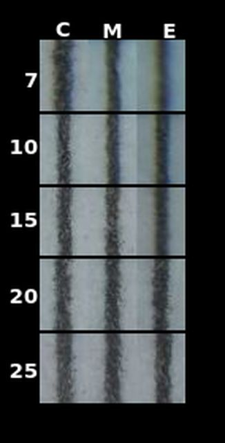 allStrips with border&labelsresizedup.jpg