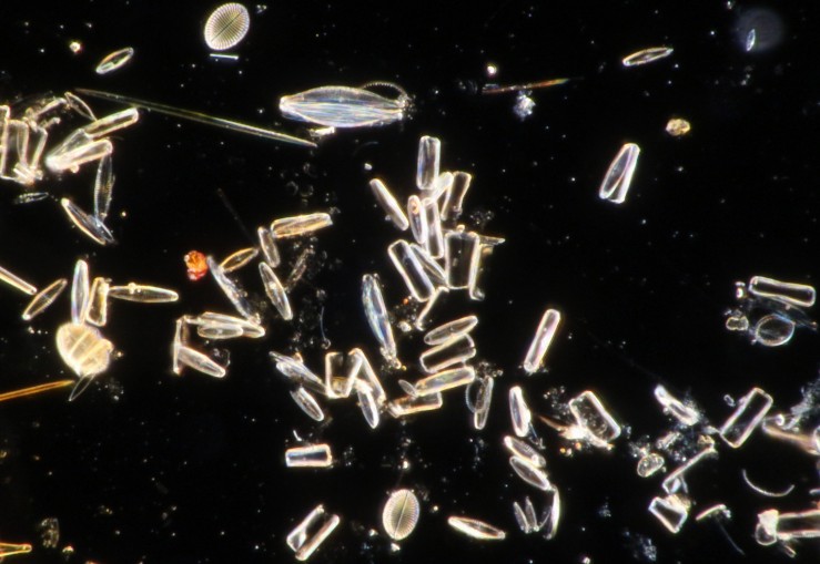marine diatoms 40x~0.75 oil air darkfield.jpg