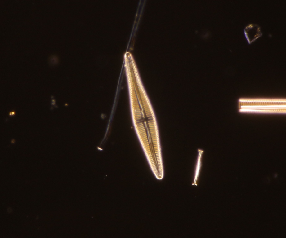 freshwater diatom 72micron, 40x~0.7 oil darkefield PS-CBO.jpg