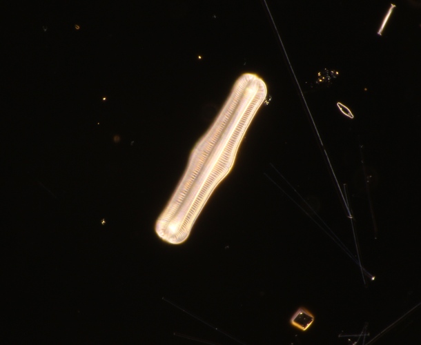 freshwater diatom 130micron, 40x~0.7 oil darkefield PS-CBO.jpg