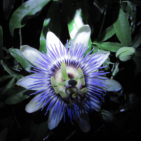 Passion Flower 002.jpg