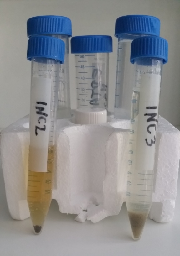 (3) Left - incinerated, scraped and treated with EDTA+SDS. Right - original treated chemically then rinswed with DW.jpg