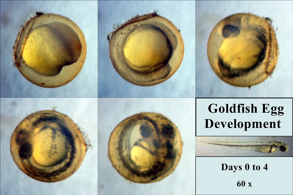 Combine fish egg development (small size).jpg