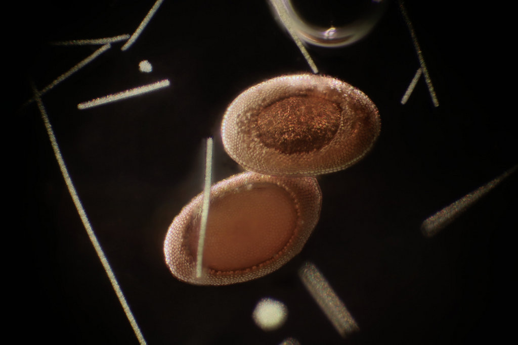 bryozoan statoblast thru 10x.JPG