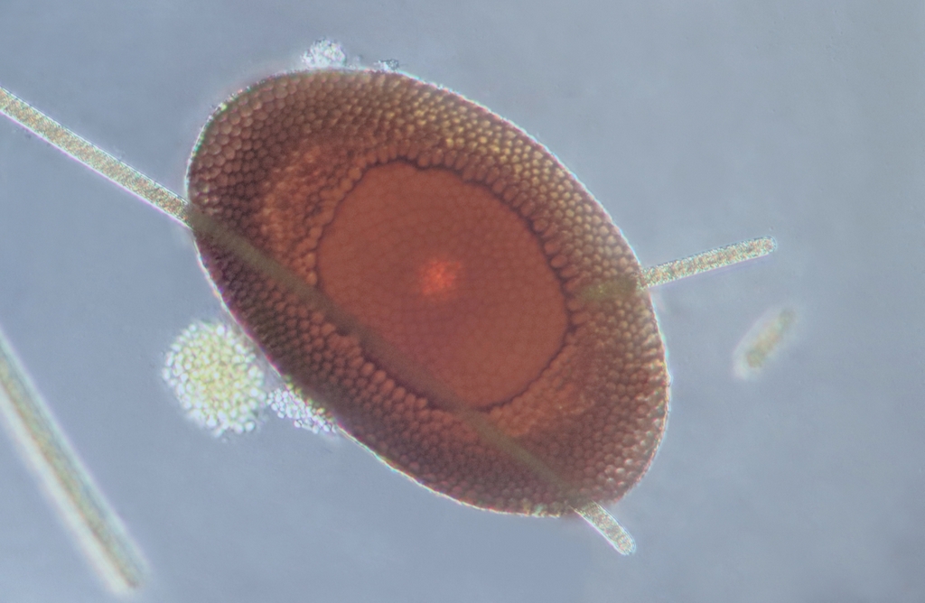 bryozoan statoblast thru 16x.JPG