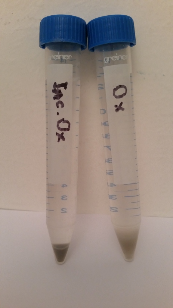 (4) IncOx vs Ox after all treatments.jpg