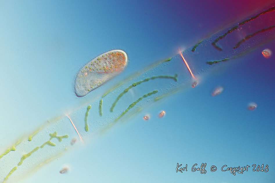 Here we can see Paramecium bursaria photographed as it skimmed up and down along an algal strand feeding on bacteria. It's mouth part and cilia are clearly visible aswell as the mutualistic endosymbiotic Zoochlorella (green alga), birefringent crystals and various cellular compartments. The cellulose cell walls of the alga strand exhibiting optical activity.