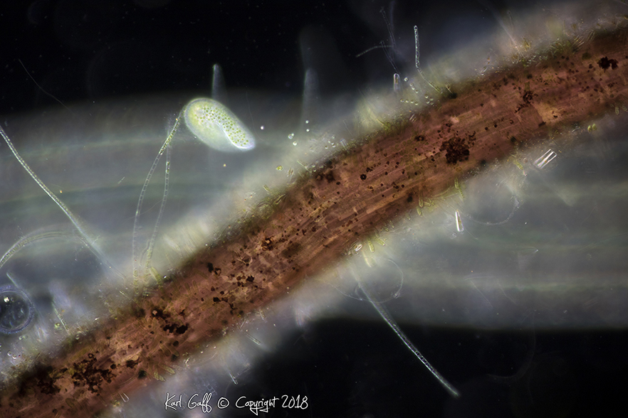 A rootlet of an aquatic plant provides the framework for a dense ecosystem of microscopic life. We can see it covered with all kinds of algal, cyanobacteria and diatomic species. A Paramecium bursaria feeds on bacteria living in this dense forest.