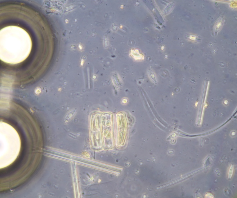 8 hours H2O2 RT. Medium diatoms still contain pigments(2).JPG