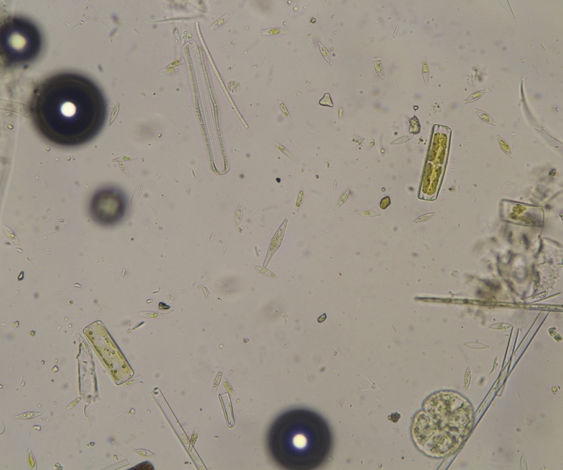 5 hours H2O2 RT. Most medium diatoms and tiny diatoms contain pigments (1). Two gas bubbles (probably oxygen) are visible.JPG