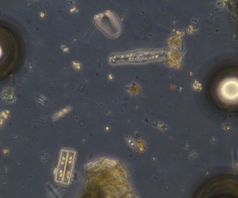 24 hours H2O2 RT. Diatoms still contain pigments(5). Gas (oxygen) bubbles are visible.JPG