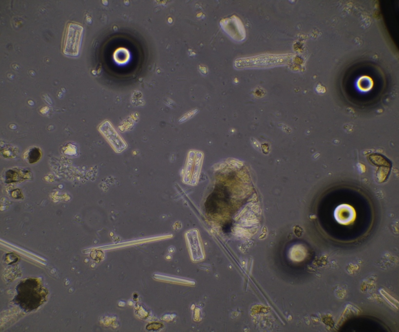 24 hours H2O2 RT. Diatoms still contain pigments(4). Gas (oxygen) bubbles are visible.JPG