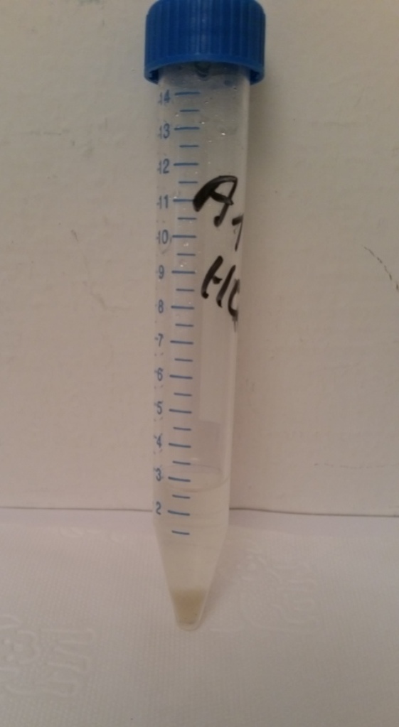 H2O2 30% RT 12h then HCl RT 12h. Color of the solid precipitate is light grey, yet diatoms are not clean.jpg